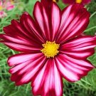 25 COSMOS 'Velouette' seeds---Flower seeds--Plant seeds--Gardening--Seeds--Gift