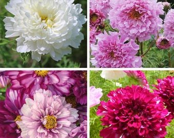 20 COSMOS 'Double Click mixed' seeds---Flower seeds--Plant seeds--Gardening--Seeds--Gift
