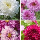 20 COSMOS 'Double Click mixed' seeds---Flower seeds--Plant seeds--Gardening--Seeds--Gift