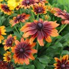 20 RUDBECKIA HIRTA 'Autumn Colours' Seeds---Flower seeds--Plant seeds--Gardening--Seeds--Gift
