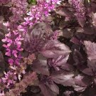25 Organic Basil Red seeds---Herb seeds--Plant seeds--Gardening--Seeds--Gift