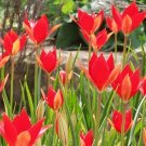 20 TULIPA SPRENGERI seeds—-flower seeds—-plant seeds—-gardening—seeds—gift