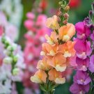 25 Antirrhinum Majus Pumilum Dwarf Mixed Seeds---Flower seeds--Plant seeds--Gardening--Seeds--Gift