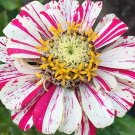 20 Zinnia Candystripe Mixed Seeds---Flower seeds--Plant seeds--Gardening--Seeds--Gift