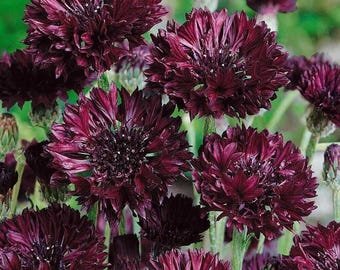 20 Centaurea Cyanus 'Black Ball' Seeds---Flower seeds--Plant seeds--Gardening--Seeds--Gift