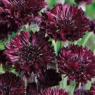 20 Centaurea Cyanus 'Black Ball' Seeds---Flower seeds--Plant seeds--Gardening--Seeds--Gift