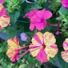 15 Mixed Four O’clock Flower seeds---Flower seeds--Plant seeds--Gardening--Seeds--Gift
