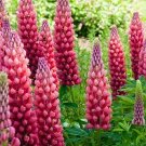 15 Red Lupin 'My Castle' Seeds---Flower seeds--Plant seeds--Gardening--Seeds--Gift