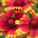 8 rare Gaillardia X Grandiflora 'Goblin' Seeds---Flower seeds--Plant seeds--Gardening--Seeds--Gift
