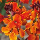 20 Wallflower 'Fire King' Seeds---Flower seeds--Plant seeds--Gardening--Seeds--Gift