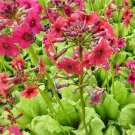 20 Primula Japonica 'Millar's Crimson' Seeds---Flower seeds--Plant seeds--Gardening--Seeds--Gift