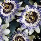 15 Passion flower seeds---Passiflora edulis—Flower seeds--Plant seeds--Gardening--Seeds--Gift