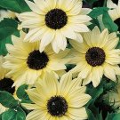 35 SUNFLOWER 'Vanilla Ice' seeds---Flower seeds--Plant seeds--Gardening--Seeds--Gift