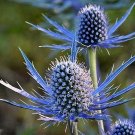 20 ERYNGIUM AMETHYSTINUM seeds---Flower seed