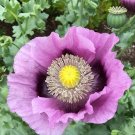 30 Poppy Somniferum 'Hungarian Blue' Seeds---Flower seeds--Plant seeds--Gardening--Seeds--Gift