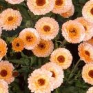 30 Calendula 'Pink Surprise Seeds---Flower seeds--Plant seeds--Gardening--Seeds--Gift