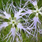 20 Dianthus Superbus Seeds---Flower seeds--Plant seeds--Gardening--Seeds--Gift