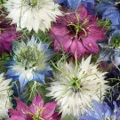 25 Nigella Damascena 'Persian Jewels' Seeds---Flower seeds--Plant seeds--Gardening--Seeds--Gift