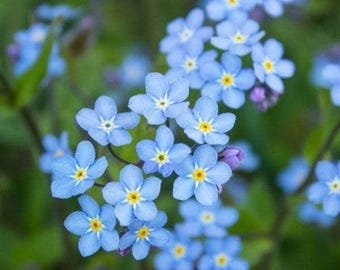 40 Forget-me-not 'Blue Ball' Seeds---Flower seeds--Plant seeds--Gardening--Seeds--Gift