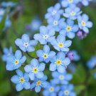 40 Forget-me-not 'Blue Ball' Seeds---Flower seeds--Plant seeds--Gardening--Seeds--Gift