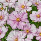 20 Cosmos Colletta Pink-White seeds---Flower seeds--Plant seeds--Gardening--Seeds--Gift
