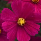 15 COSMOS 'Purple shade' premium seeds---Flower seed