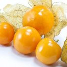 25 GOLDEN BERRY 'GIGANTE' seeds----Fruit seed
