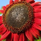 20 SUNFLOWER 'RED SUN' seeds—flower seeds—plant seeds—gift