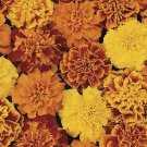 25 Marigold 'French Bonanza' mixed Seeds---Flower seeds--Plant seeds--Gardening--Seeds--Gift