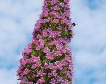 5 Rare Echium 'Pink Poker' seeds---Flower seeds--Plant seeds--Gardening--Seeds--Gift