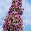 5 Rare Echium 'Pink Poker' seeds---Flower seeds--Plant seeds--Gardening--Seeds--Gift