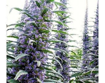20 ECHIUM 'Blue Steeple' seeds---Tower of Jewels---Flower seeds--Plant seeds--Gardening--Seeds--Gift