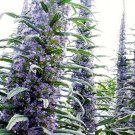 20 ECHIUM 'Blue Steeple' seeds---Tower of Jewels---Flower seeds--Plant seeds--Gardening--Seeds--Gift