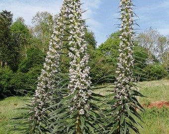 20 ECHIUM &acirc;��SNOW TOWER&acirc;�� seeds--Flower seed--Tower of Jewels Seeds&acirc;��plant seeds&acirc;��-gift