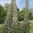 20 ECHIUM ‘SNOW TOWER’ seeds--Flower seed--Tower of Jewels Seeds—plant seeds—-gift