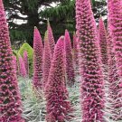 20 ECHIUM 'PINK FOUNTAIN'_Tower of Jewels Seeds---Flower seeds--Plant seeds--Gardening--Seeds--Gift