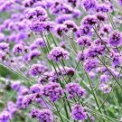35 Verbena bonariensis seeds---Flower seeds—-plant seeds—-Gardening---seeds---gift
