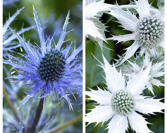 20 Mixed ERYNGIUM Planum&Silver Ghost seeds---Flower seeds&acirc;��Plant seeds&acirc;��Gifts
