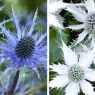 20 Mixed ERYNGIUM Planum&Silver Ghost seeds---Flower seeds—Plant seeds—Gifts