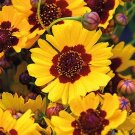 30 Coreopsis Tinctoria Mixed Seeds---Flower seeds--Plant seeds--Gardening--Seeds--Gift