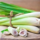 35 Lemongrass seeds---Herb seeds--Plant seeds--Gardening--Seeds--Gift