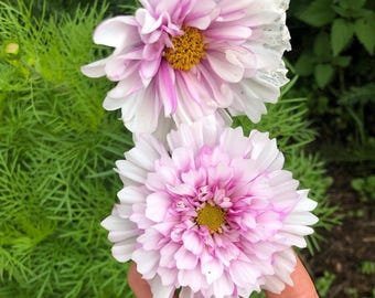 15 Rare COSMOS Bicolour Double click Pink seeds---Flower seeds--Plant seeds--Gardening--Seeds--Gift