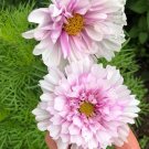 15 Rare COSMOS Bicolour Double click Pink seeds---Flower seeds--Plant seeds--Gardening--Seeds--Gift