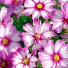 25 COSMOS 'Capriola' seeds---Flower seeds--Plant seeds--Gardening--Seeds--Gift