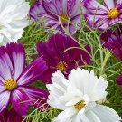 30 COSMOS 'Fizzy Mixed' seeds---Flower seeds--Plant seeds--Gardening--Seeds--Gift