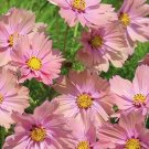 25 COSMOS 'Apricotta' seeds---Flower seeds--Plant seeds--Gardening--Seeds--Gift