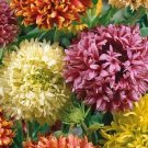 20 Gaillardia Pulchella Mixed Seeds---Flower seeds--Plant seeds--Gardening--Seeds--Gift