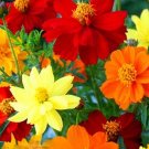 25 COSMOS Carpet Formula mixed seeds---Flower seeds--Plant seeds--Gardening--Seeds--Gift