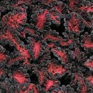 20 Coleus 'Black Dragon' Seeds---Flower seeds--Plant seeds--Gardening--Seeds--Gift