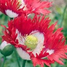 40 POPPY 'Danish Flag' seeds---Flower seeds--Plant seeds--Gardening--Seeds--Gift